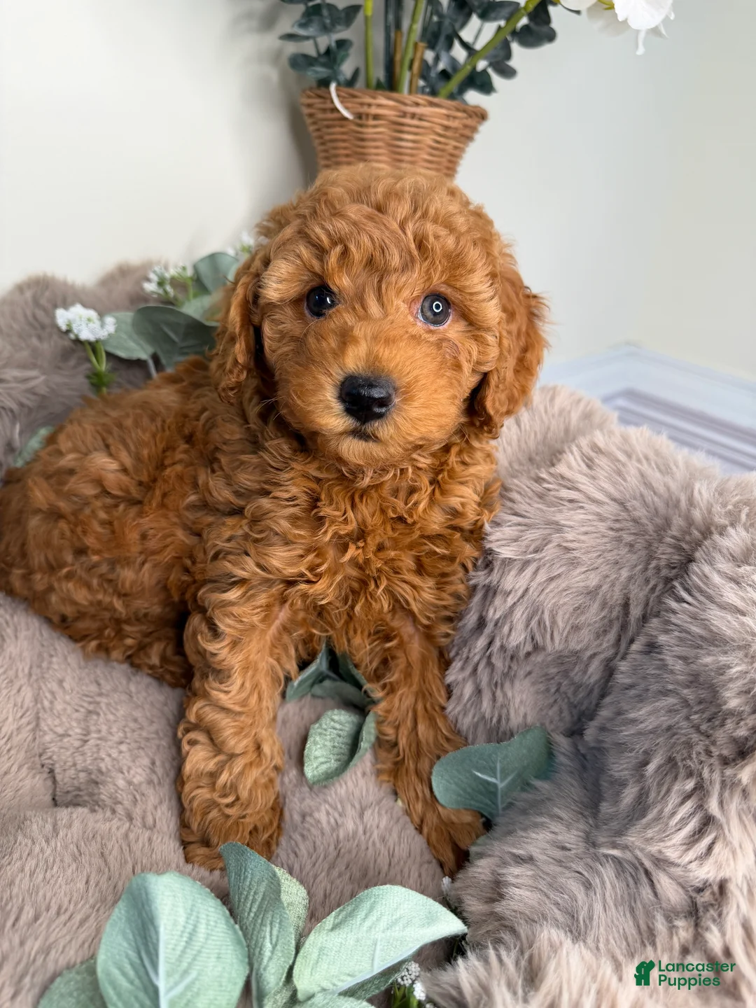 Mini Goldendoodle dogs for sale: Teddy 🧸 | Male Goldendoodle Puppy - Ad 5