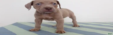 American Bully 5