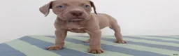 American Bully dogs for sale: American Bully 5 - Ad 1