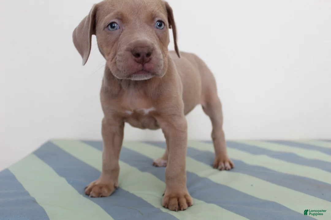 American Bully dogs for sale: American Bully 5 - Ad 1