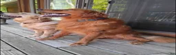 Golden Retriever dogs for sale: Rolex - Ad 5