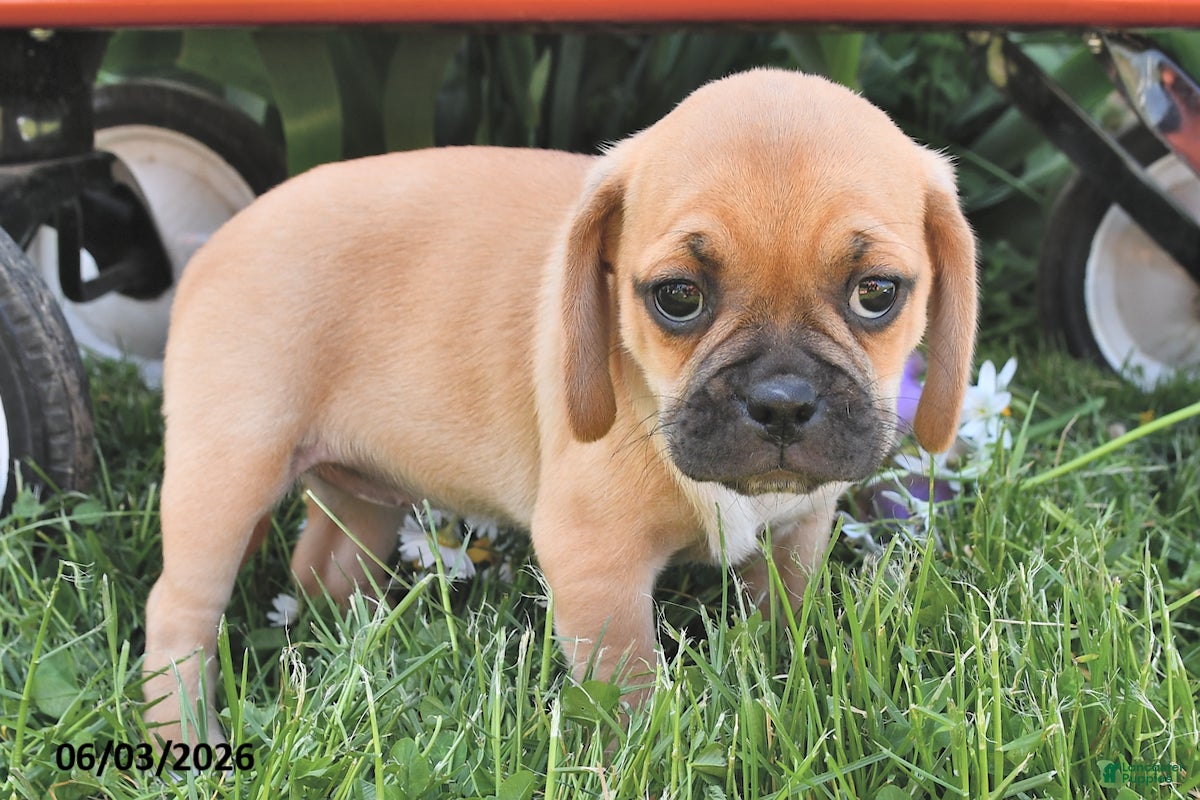 Puggle dogs for sale: Sunrise - Ad 2