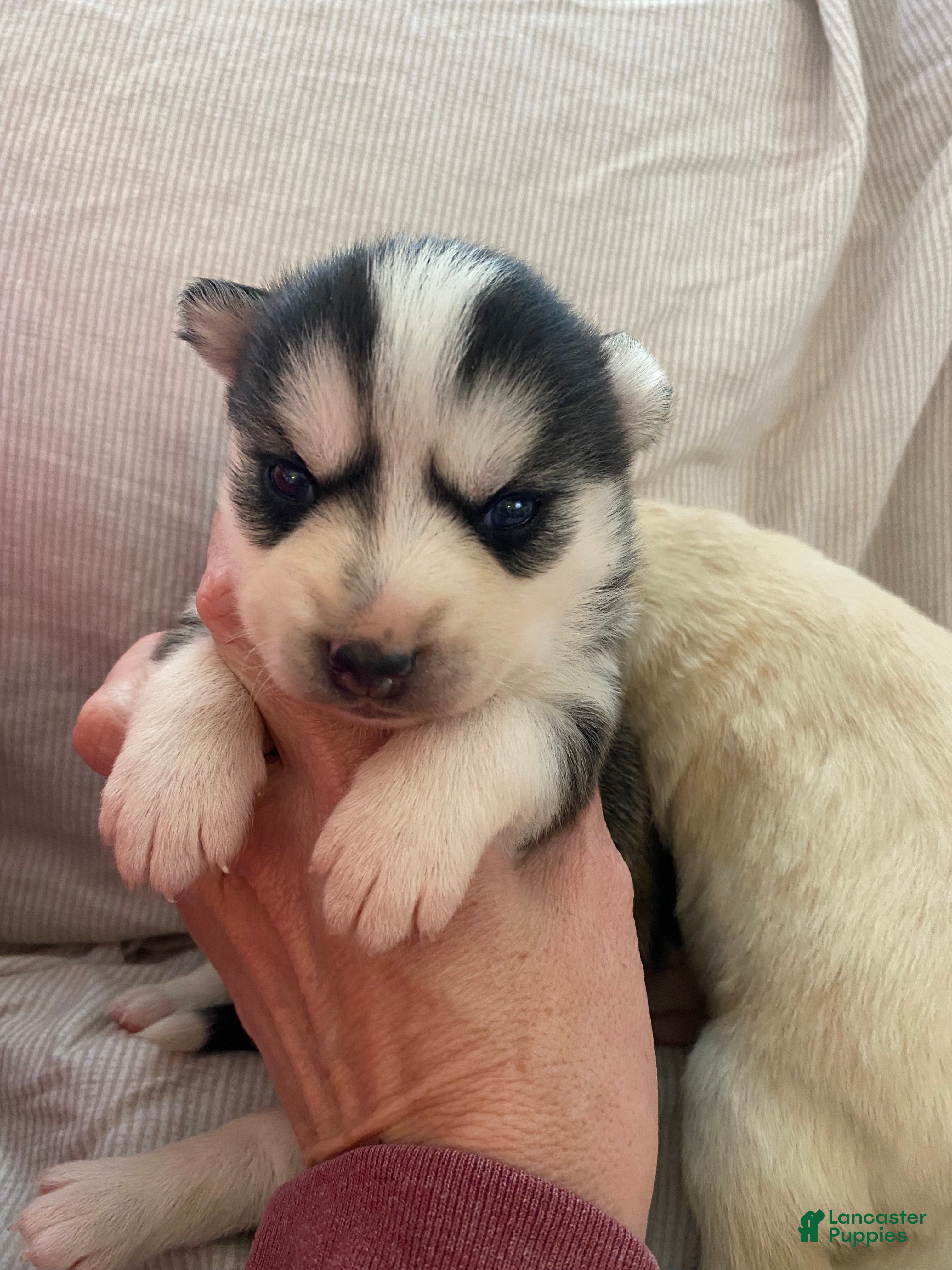 Pomsky dogs Riley  - Ad 1