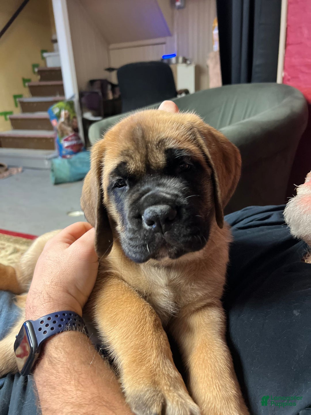 Gallery Image {{count}}