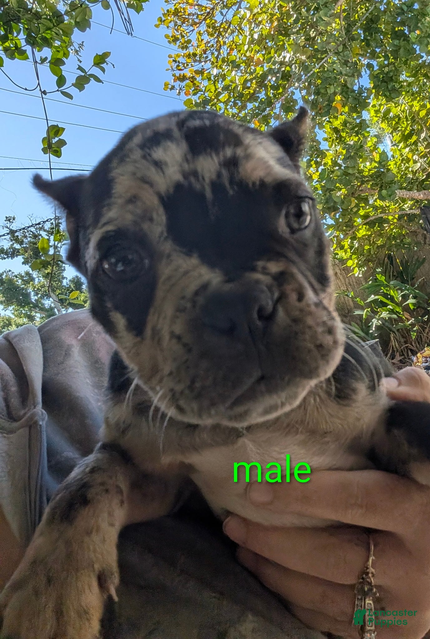 Mixed Breed dogs Mixed Breed Puppy 1 - Ad 1