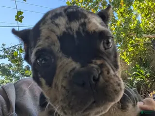 Mixed Breed dogs for sale: Mixed Breed Puppy 1 - Ad 2