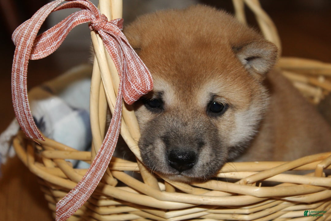 Shiba Inu dogs for sale: Toffee - Ad 3