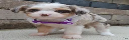 Mini Aussiedoodle dogs for sale: Mini Aspen - Ad 8