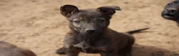 Dutch Shepherd dogs for sale: Dutch Shepherd Puppy 2 - Ad 6