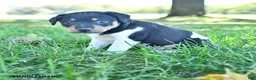 Rat Terrier dogs for sale: Zuma - Ad 3