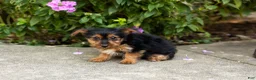 Yorkshire Terrier dogs for sale: Muriel  - Ad 2