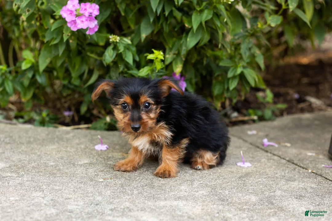 Yorkshire Terrier dogs for sale: Muriel  - Ad 2