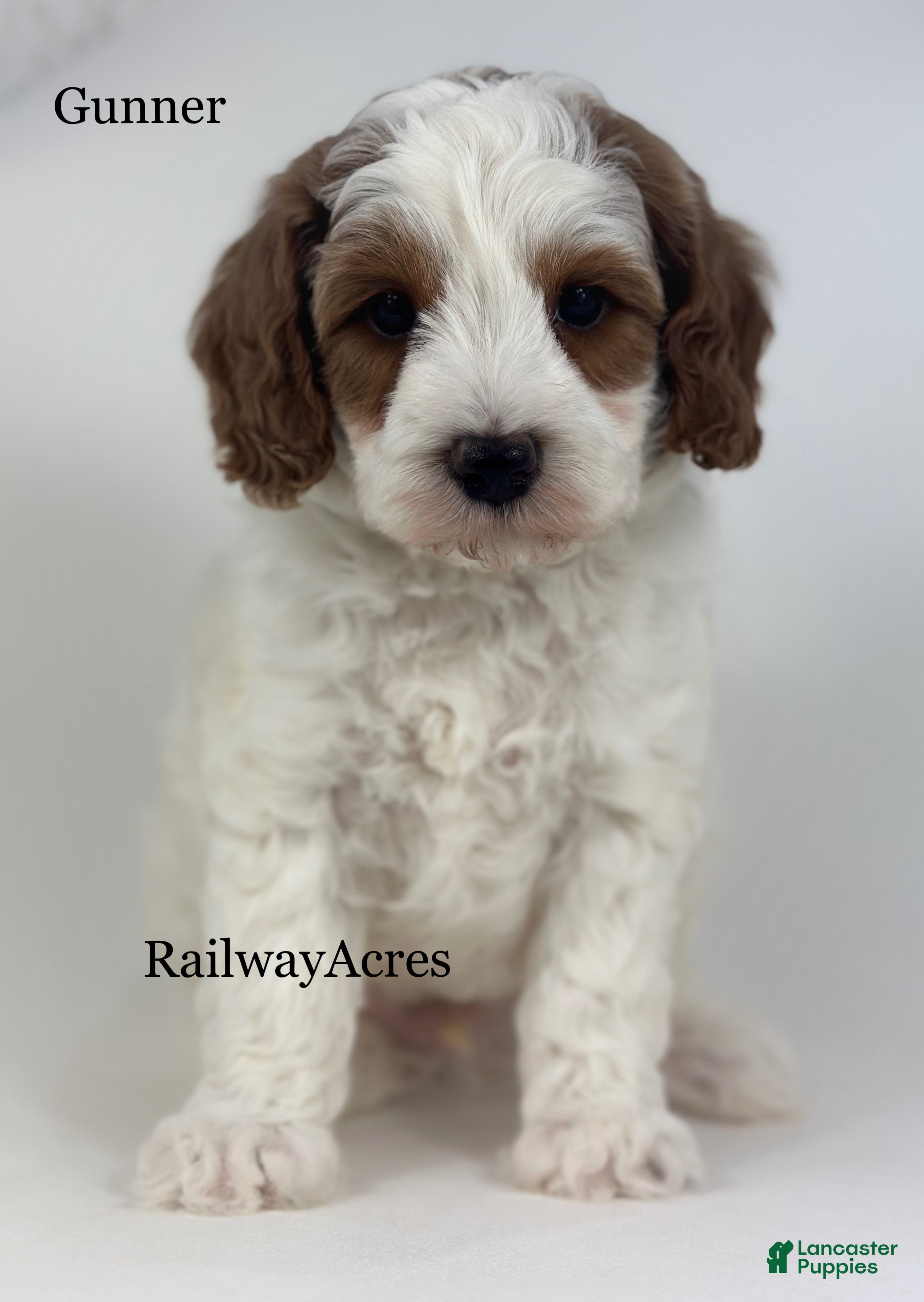 Mini Goldendoodle dogs Gunner - Ad 36
