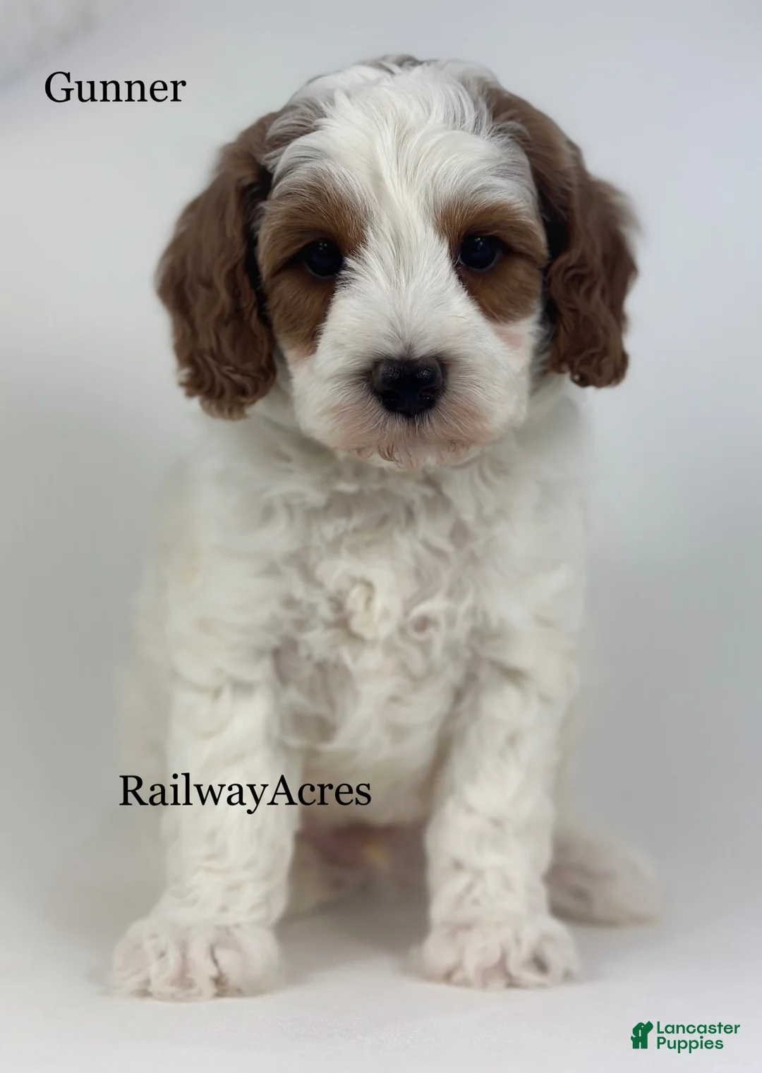 Mini Goldendoodle dogs for sale: Gunner - Ad 2