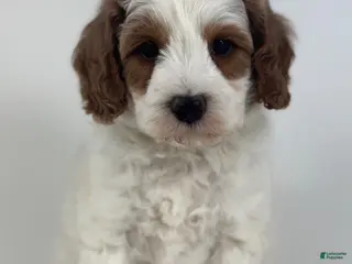 Mini Goldendoodle dogs Gunner - Ad 36