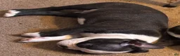 Boston Terrier dogs for sale: Boston Terrier 6 - Ad 15