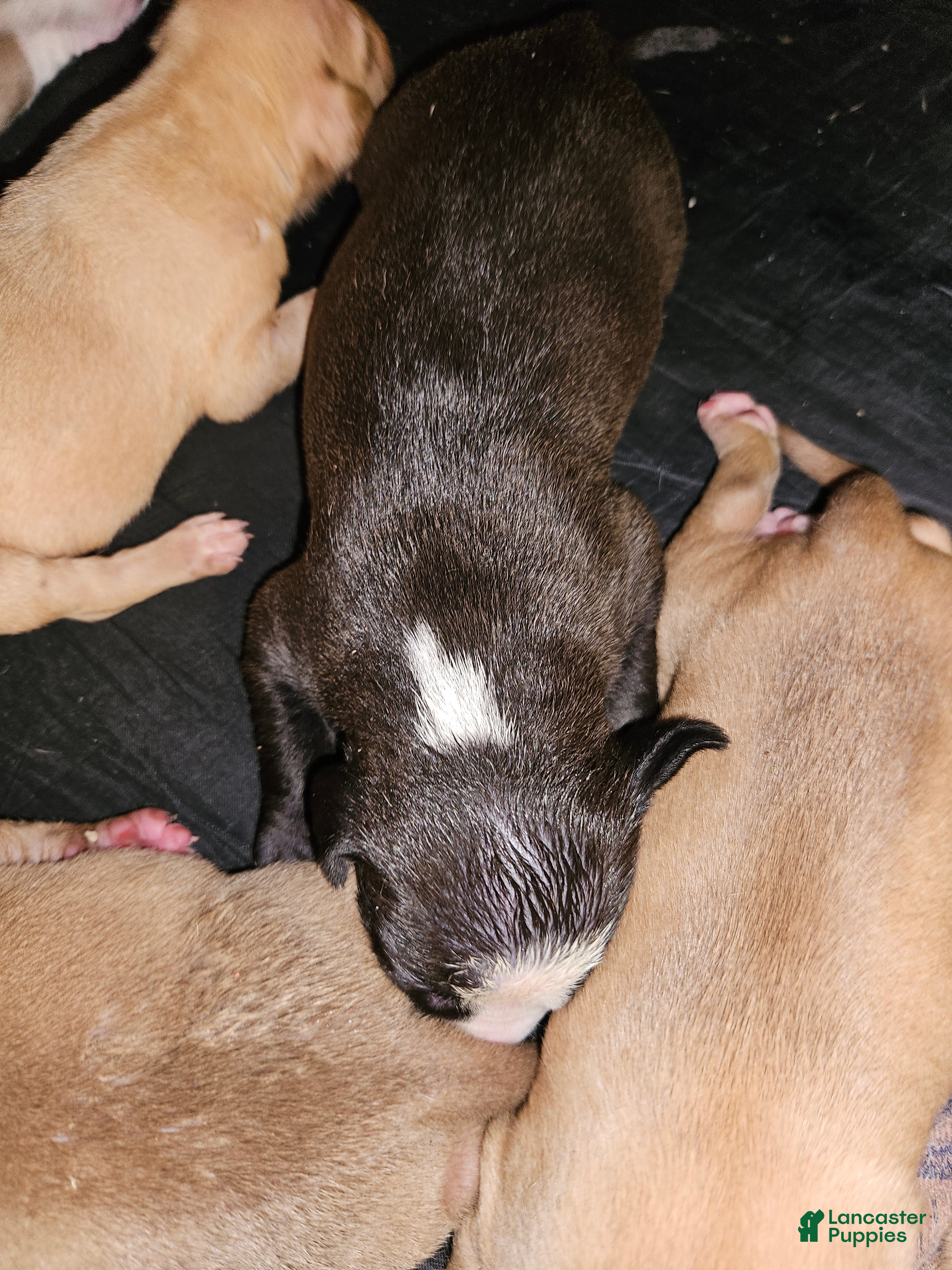 American Pit Bull Terrier dogs American Pit Bull Terrier 5 - Ad 38