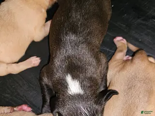 American Pit Bull Terrier dogs American Pit Bull Terrier 5 - Ad 26