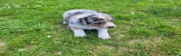 Mixed Breed dogs for sale: Kim - Ad 4