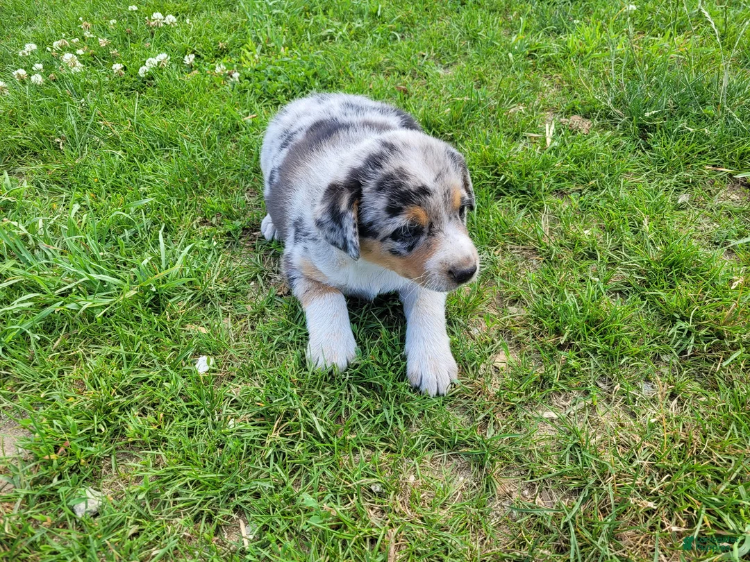 Mixed Breed dogs for sale: Kim - Ad 4