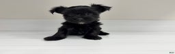 Yorkshire Terrier dogs for sale: Poppy - Ad 4