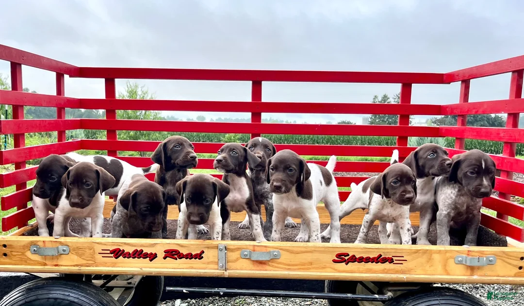 German Shorthaired Pointer dogs for sale: Ruby❤️akc reg🐾 text or call today - Ad 4