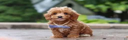 Maltipoo dogs for sale: Leo - Ad 2