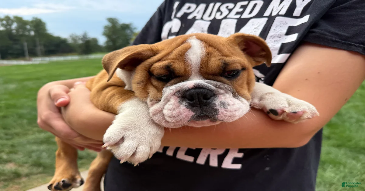 English Bulldog Puppies for sale | Lancaster Puppies