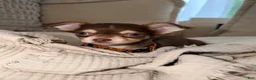 Chihuahua dogs for sale: Chocolate 4lbs fully grown - Ad 5
