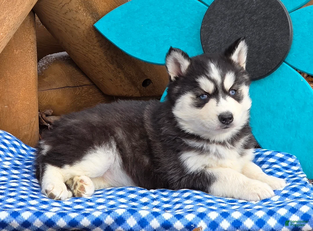 Siberian Husky dogs for sale: Trina - Ad 5