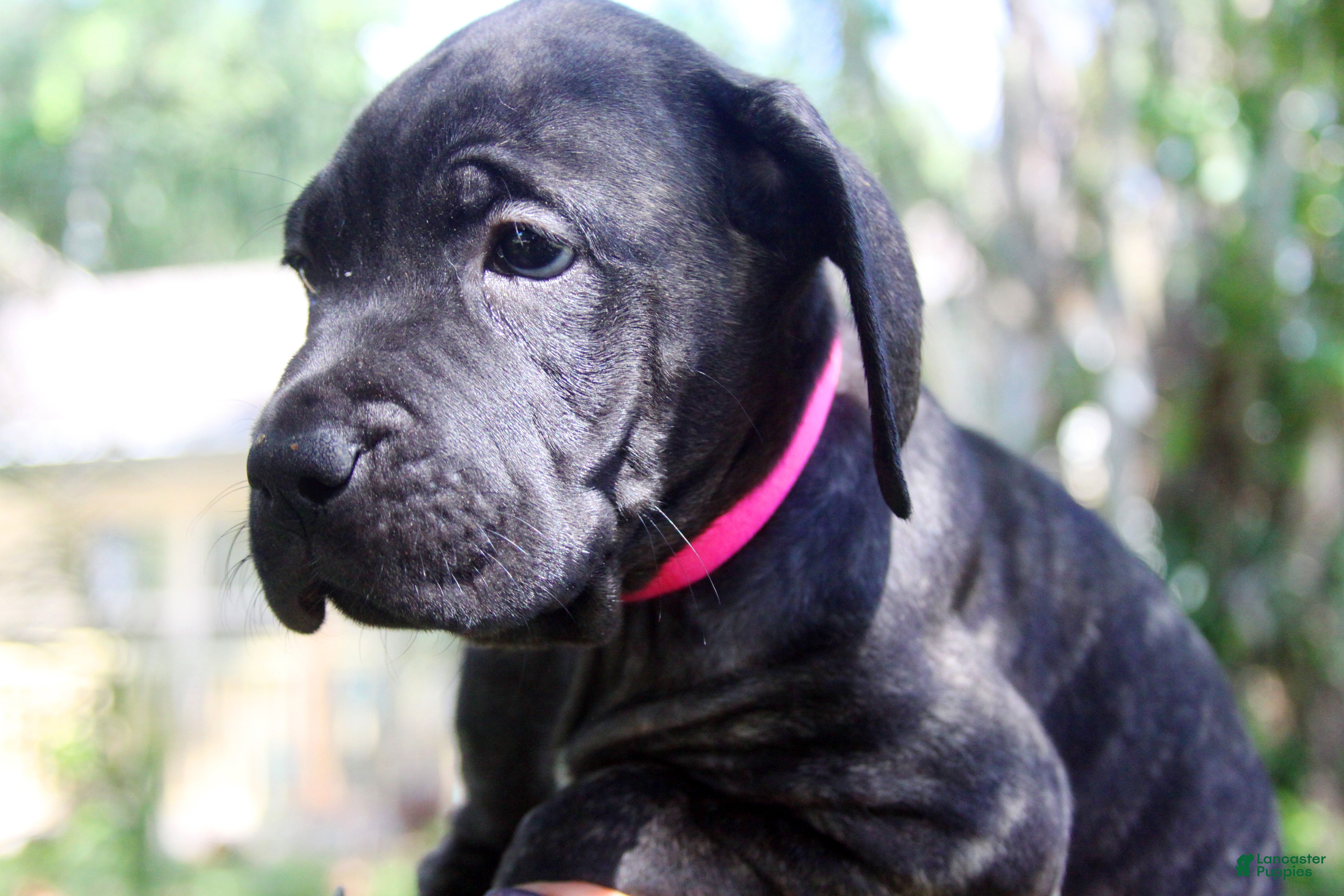 Cane Corso dogs Layla - Ad 31