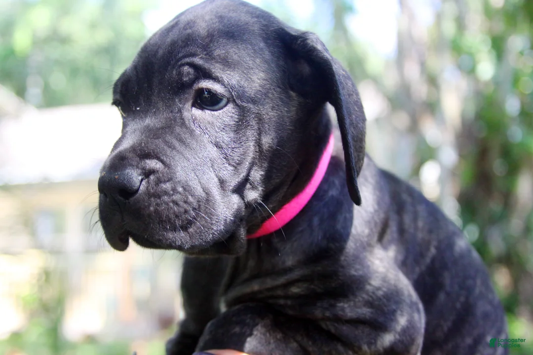 Cane Corso dogs for sale: Layla - Ad 1