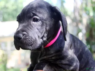Cane Corso dogs Layla - Ad 40