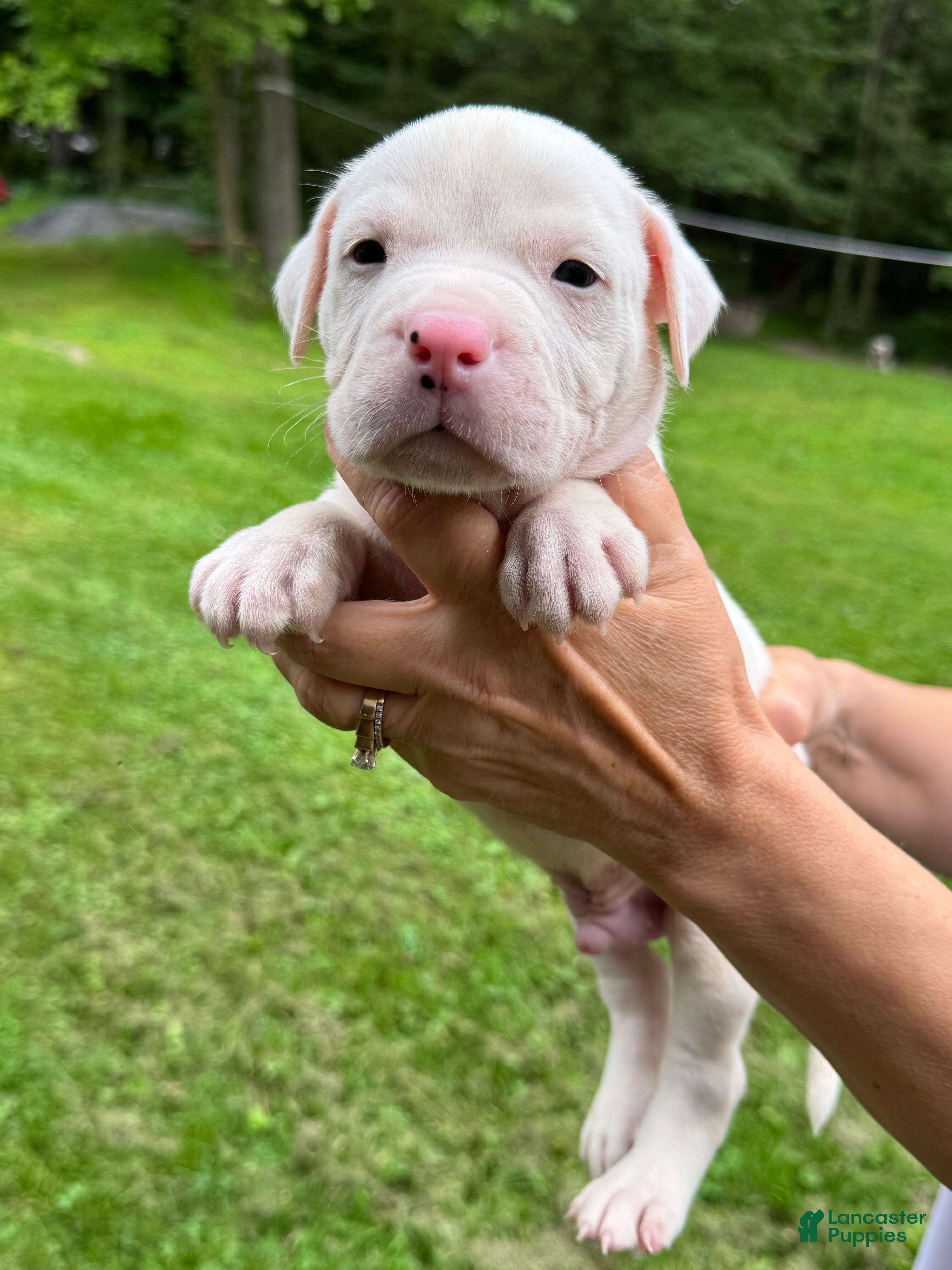 American Bulldog dogs Male 2 - Ad 1