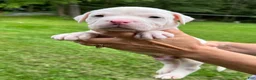 American Bulldog dogs for sale: Male 2 - Ad 1