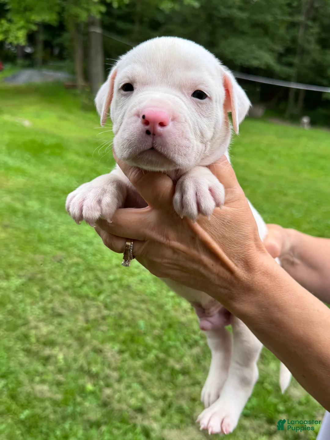 American Bulldog dogs for sale: Male 2 - Ad 1