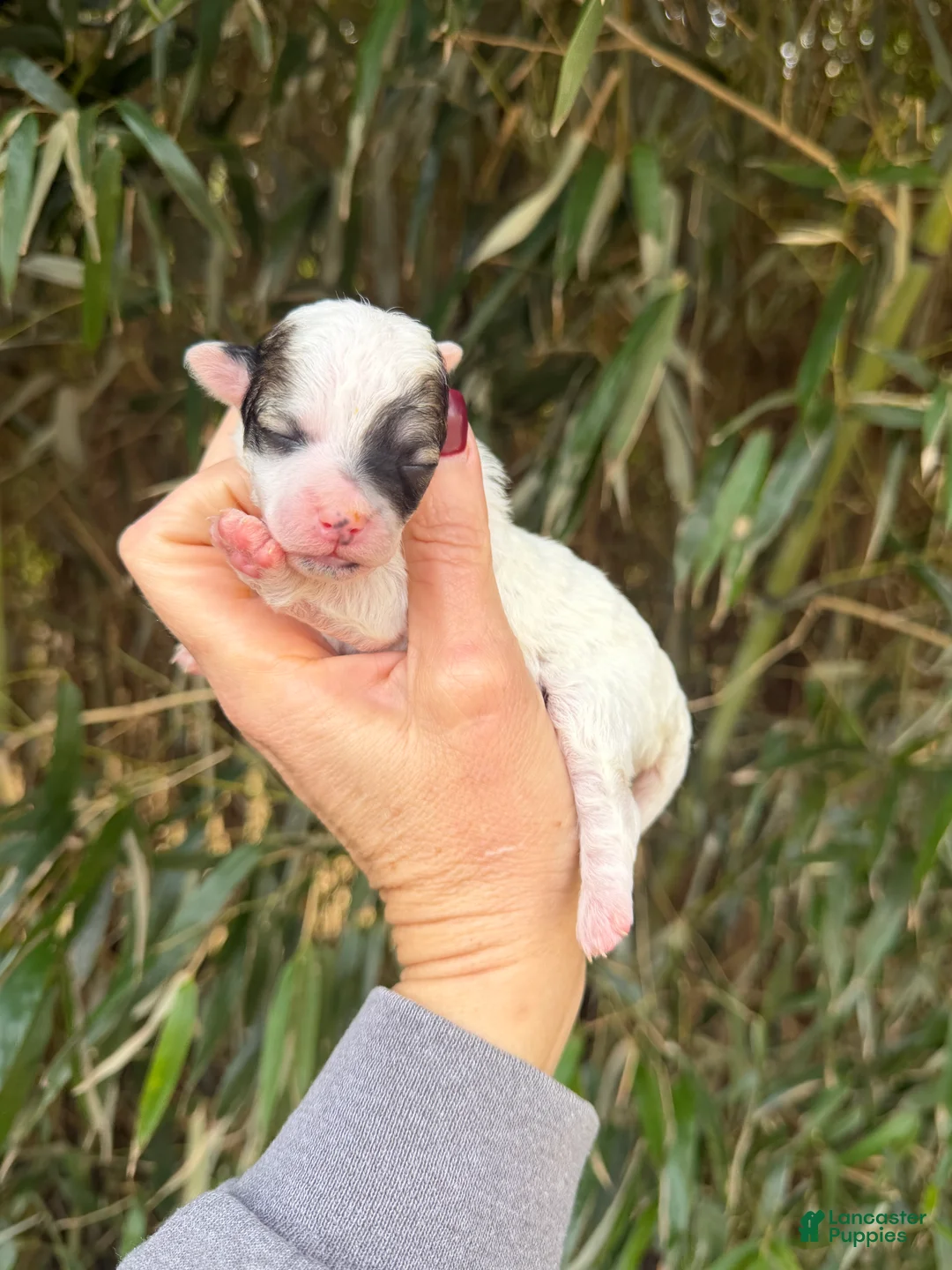 Bichpoo dogs for sale: Bichpoo Puppy 5 - Ad 1