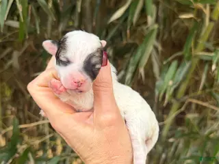 Bichpoo dogs Bichpoo Puppy 5 - Ad 41