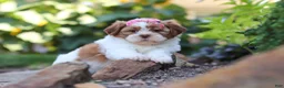 Shih Tzu dogs for sale: Goldie - Ad 8