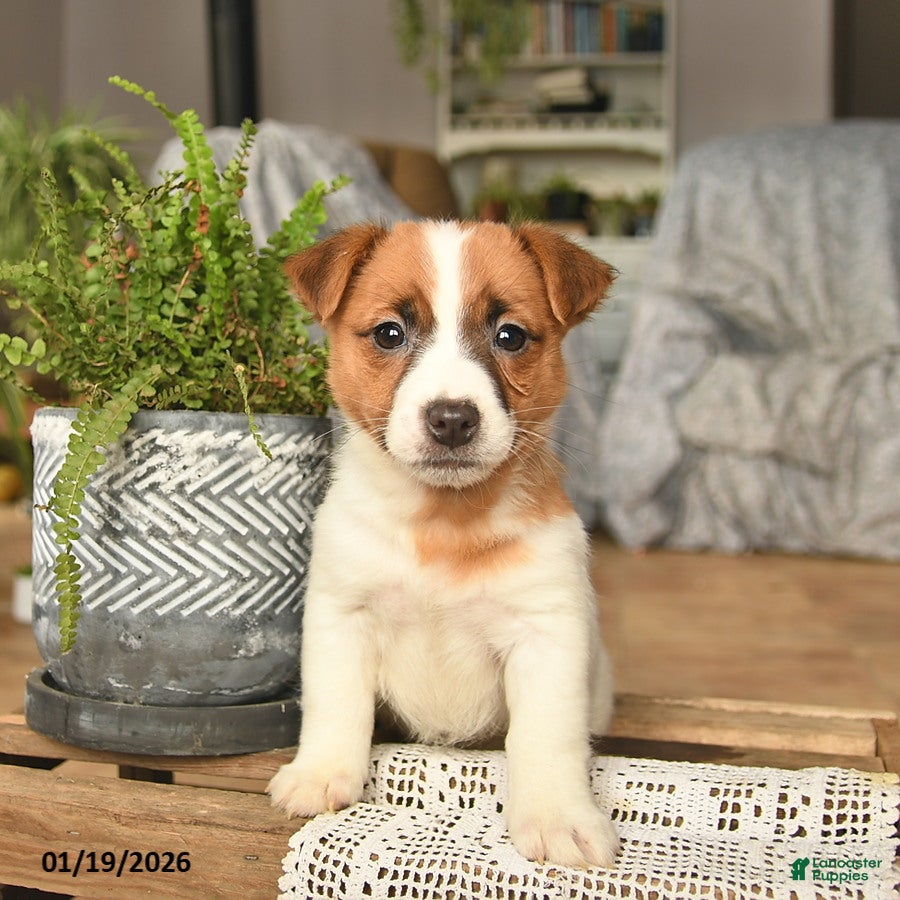 Jack Russell Terrier dogs Apricot  - Ad 13