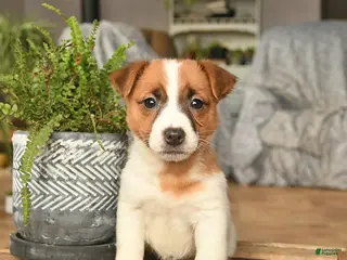 Jack Russell Terrier dogs Apricot - Ad 20
