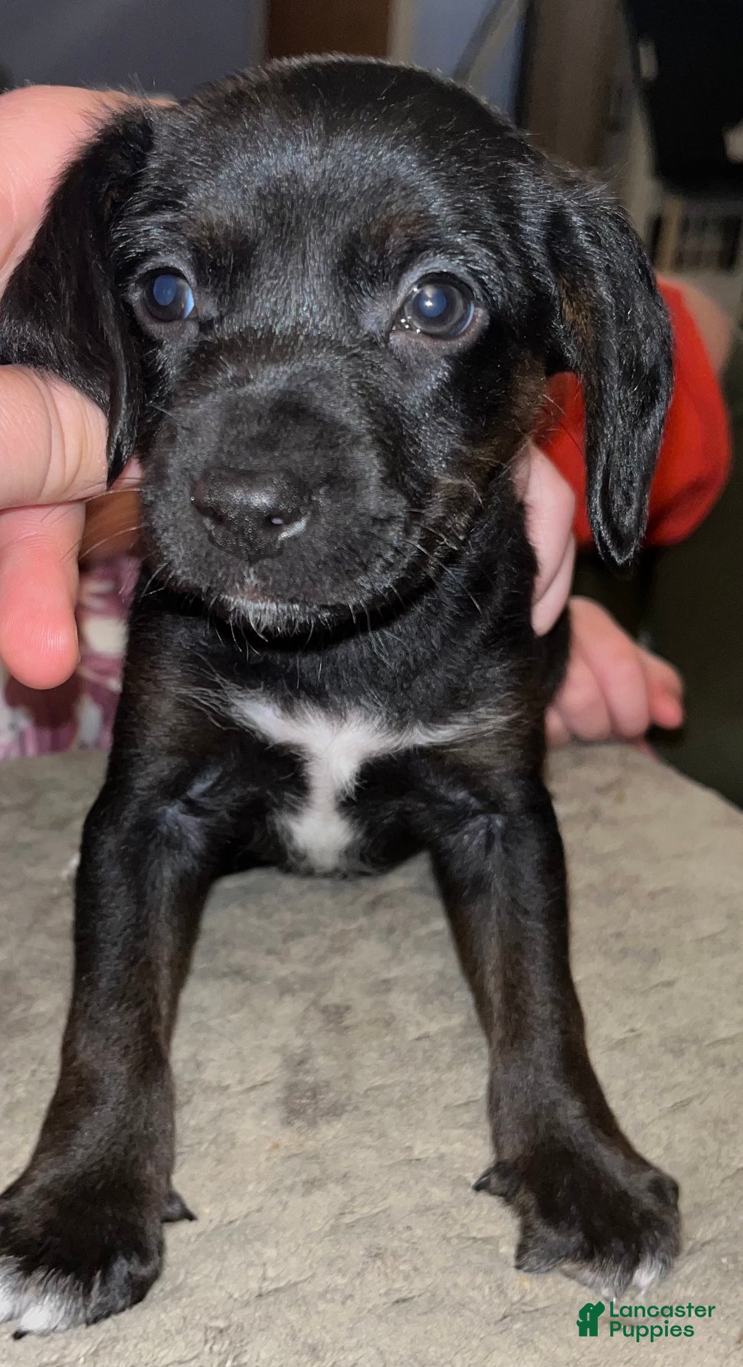 Mixed Breed dogs for sale: Mixed Breed Puppy 1 - Ad 1