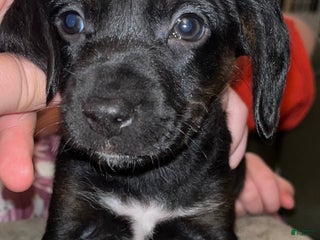 Mixed Breed dogs Mixed Breed Puppy 1 - Ad 11