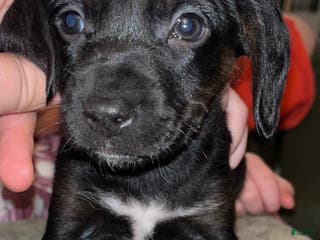 Mixed Breed dogs Mixed Breed Puppy 1 - Ad 8