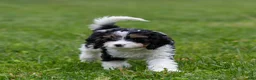 Cavapoo dogs for sale: Crusher Cavapoo Puppy  - Ad 8
