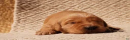 Golden Retriever dogs for sale: Daisy -AKC, Genetically Clear - Ad 72
