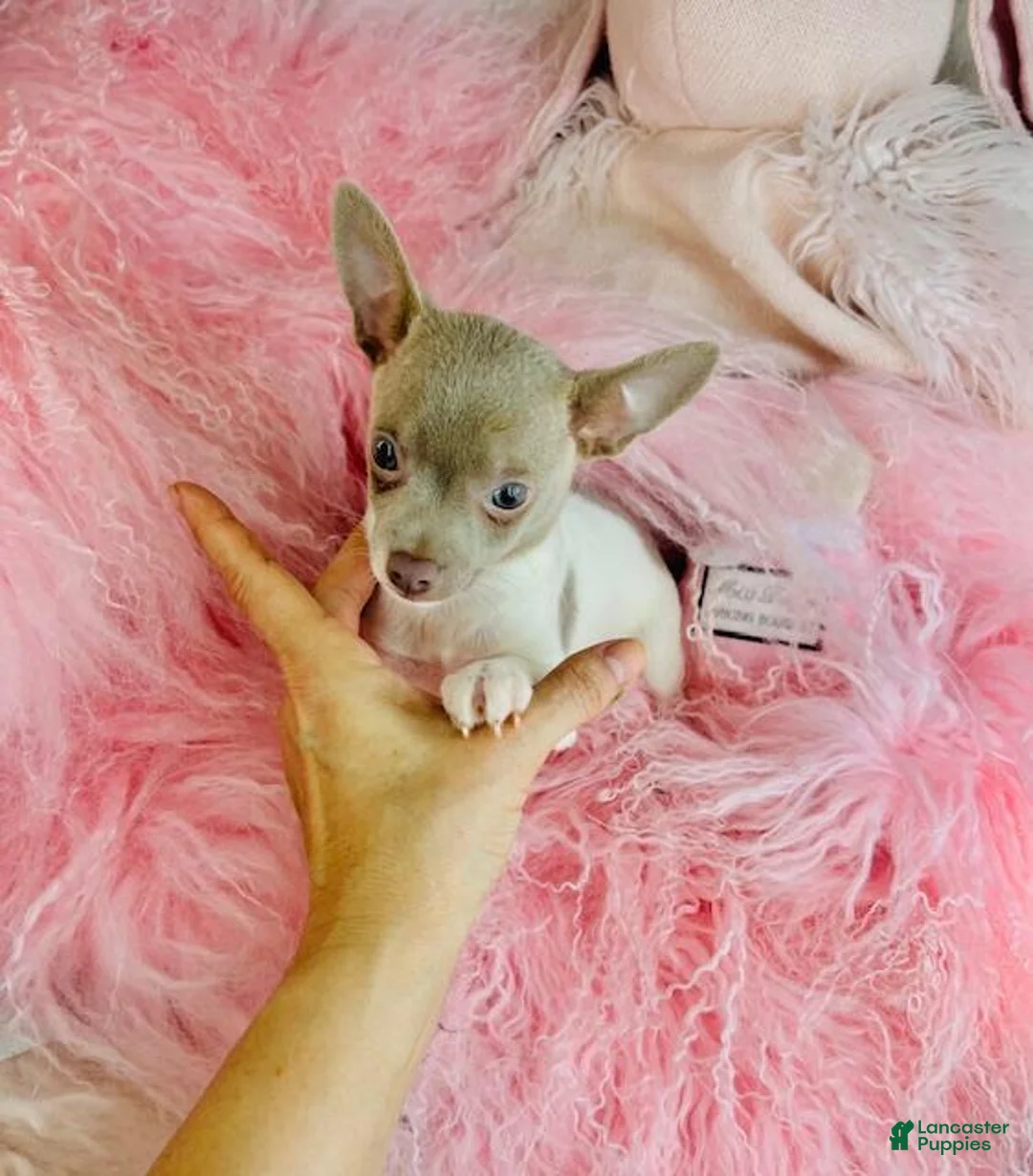 Chihuahua dogs for sale: Chihuahua Puppy 1 - Ad 1