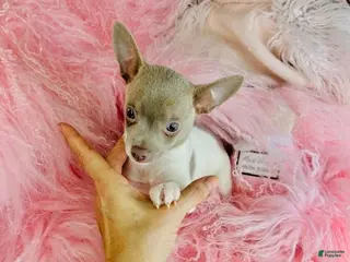 Chihuahua dogs Chihuahua Puppy 1 - Ad 21