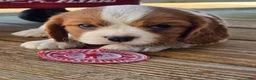 Cavalier King Charles Spaniel dogs for sale: Dillon - Ad 12