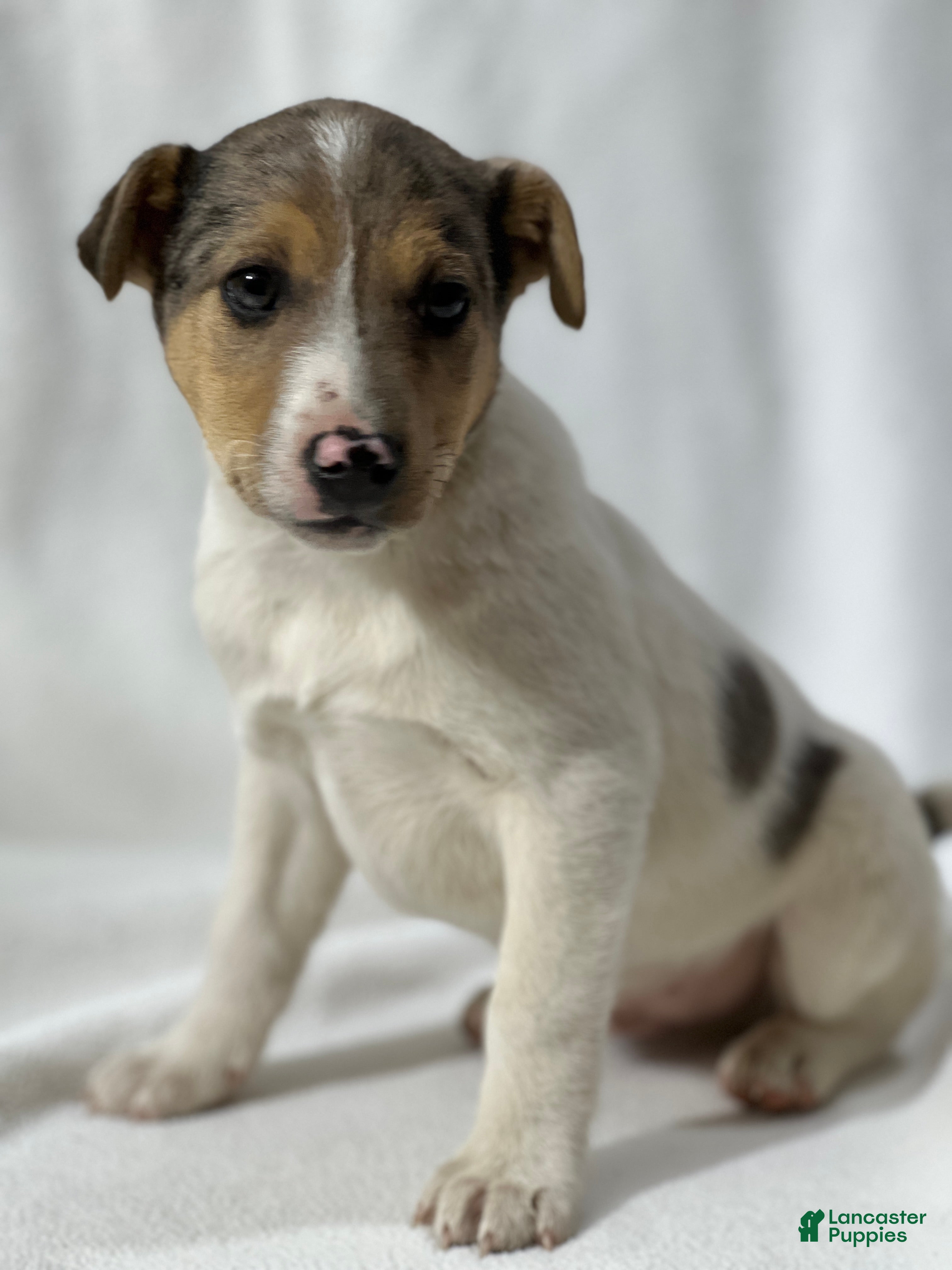 Jack Russell Terrier dogs for sale: Bam - Ad 4